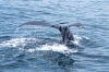 14_Cape_Cod_whales_0146a.jpg