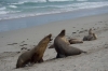Bestandsnaam=8_RB_1630_seals.jpg
Bestandsgrootte=456KiB
Afmetingen = 1033x684
Datum toegevoegd = sep 28, 2013 8_RB_1630_seals.jpg