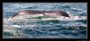 Bultrug_Cape_Cod_Whalewatching130_copyright_www_reginus_nl.jpg