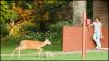 Hert_Shenandoah_NP_(25)_kopie.jpg