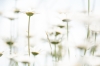 bloem_margriet_WA_Baan_0121_R.jpg