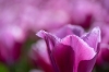 Bestandsnaam=keukenhof_rose4_RDB_6037_R.jpg
Bestandsgrootte=510KiB
Afmetingen = 1200x801
Datum toegevoegd = mei 02, 2025 keukenhof_rose4_RDB_6037_R.jpg