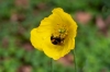 r_hommelbijvlieg_op_schijnpapaver_Trompenburg_0069.jpg