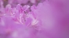 r_rhododendron_Trompenburg_0021.jpg