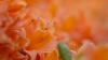 r_rhododendron_Trompenburg_0116.jpg