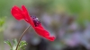 web-r----------anemone-hortensis-subsp-pavonina-Trompenburg_0131.jpg