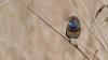 Blauwborst_162R.jpeg