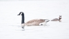 Canadese_gans_234r.jpg
