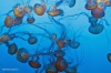 Ingewikkeld_Monterey_Aquarium_USA_2022_213r.jpg