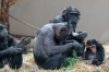 R_allinthefamily_Burgerszoo_0297.jpg
