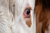 Bestandsnaam=R_bullseye_koeien_241.jpg
Bestandsgrootte=835KiB
Afmetingen = 1200x800
Datum toegevoegd = aug 17, 2025 R_bullseye_koeien_241.jpg
