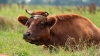 Bestandsnaam=a_liggende_koe_Gouderakse_Tiendweg_HogeVeluwe_0251_R.jpg
Bestandsgrootte=872KiB
Afmetingen = 1250x703
Datum toegevoegd = aug 22, 2024 a_liggende_koe_Gouderakse_Tiendweg_HogeVeluwe_0251_R.jpg