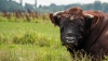Bestandsnaam=a_stier_Gouderakse_Tiendweg_HogeVeluwe_0255_R.jpg
Bestandsgrootte=946KiB
Afmetingen = 1250x703
Datum toegevoegd = aug 22, 2024 a_stier_Gouderakse_Tiendweg_HogeVeluwe_0255_R.jpg