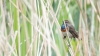 blauwborst_zevenhuizerplas_0022_R.jpg
