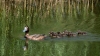Bestandsnaam=kuifeend_vrouw_met_pullen_DSC04290_R.jpg
Bestandsgrootte=884KiB
Afmetingen = 1250x703
Datum toegevoegd = jun 21, 2025 kuifeend_vrouw_met_pullen_DSC04290_R.jpg