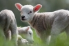 lammetjes_Krimpenerwaard081r.jpeg