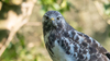 r_blik_vooruit_buizerd_vurenfotohut_0273.jpeg