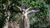 r_gespreide_vleugels_buizerd_vurenfotohut_0649.jpeg