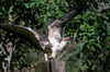 r_hebbes_buizerd_vurenfotohut_0659.jpg