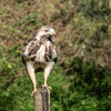 r_stevig_staan_buizerd_vurenfotohut_0554.jpeg