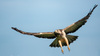r_vliegende_buizerd_vurenfotohut_0767.jpeg