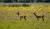 Bestandsnaam=ree_en_Goeree28_R.jpeg
Bestandsgrootte=1285KiB
Afmetingen = 1250x742
Datum toegevoegd = aug 12, 2024 ree_en_Goeree28_R.jpeg