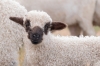schaap_lam_de_Meije_0064_R.jpg