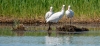 vogel_3_lepelaars_juveniel_0045_R.jpg