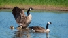 vogel_canadese_gans_0020_R.jpg