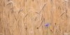 Bestandsnaam=R_Korenbloem_in_graanveld_Overijssel121.jpg
Bestandsgrootte=573KiB
Afmetingen = 1250x625
Datum toegevoegd = jul 18, 2025 R_Korenbloem_in_graanveld_Overijssel121.jpg