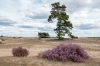 Bestandsnaam=R_heideNPdeHogeVeluwe_DSC05705.jpg
Bestandsgrootte=962KiB
Afmetingen = 1200x800
Datum toegevoegd = aug 26, 2025 R_heideNPdeHogeVeluwe_DSC05705.jpg