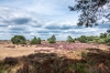 Bestandsnaam=R_heideenwolkenlucht_DSC05699.jpg
Bestandsgrootte=1132KiB
Afmetingen = 1200x800
Datum toegevoegd = aug 26, 2025 R_heideenwolkenlucht_DSC05699.jpg