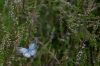 Bestandsnaam=1_icarus_blauwtje_Salland_263_R.jpg
Bestandsgrootte=896KiB
Afmetingen = 1200x800
Datum toegevoegd = jul 17, 2025 1_icarus_blauwtje_Salland_263_R.jpg