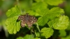 IMG_0222.jpeg
