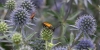 Bestandsnaam=R___Zwarttip_smalboktor_op_vlakke_kruisdistel_kasteel_Hackort_Overijssel107.jpg
Bestandsgrootte=686KiB
Afmetingen = 1250x625
Datum toegevoegd = jul 18, 2025 R___Zwarttip_smalboktor_op_vlakke_kruisdistel_kasteel_Hackort_Overijssel107.jpg