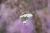 Bestandsnaam=R_bijindeheide__DSC05638.jpg
Bestandsgrootte=491KiB
Afmetingen = 1200x800
Datum toegevoegd = aug 26, 2025 R_bijindeheide__DSC05638.jpg