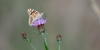 Bestandsnaam=a1_distel_vlinder_Salland_197_R.jpg
Bestandsgrootte=453KiB
Afmetingen = 1200x600
Datum toegevoegd = jul 17, 2025 a1_distel_vlinder_Salland_197_R.jpg