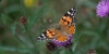 Bestandsnaam=a1_distel_vlinder_Salland_227_R.jpg
Bestandsgrootte=496KiB
Afmetingen = 1200x600
Datum toegevoegd = jul 17, 2025 a1_distel_vlinder_Salland_227_R.jpg