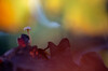 Paddenstoel_Dorst_2026_0073_aanderandbosbrand_Z.jpeg