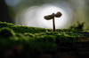 Paddenstoel_Dorst_2026_0079_tegenlicht_Z.jpeg