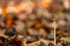 Paddenstoel_Dorst_2026_0168_hazenpootje_met_feestverlichting_Z.jpeg