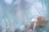 paddenstoel_LageVuursche_0020_mycena_in_helder_licht_R.jpg