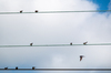 r_vogels_op_een_draad_limburg_sep26_0237a.jpg