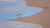 Bestandsnaam=drieteenstrandloper_DSC06067_R.jpg
Bestandsgrootte=576KiB
Afmetingen = 1250x703
Datum toegevoegd = sep 29, 2025 drieteenstrandloper_DSC06067_R.jpg