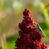 Bestandsnaam=grasshopper_peninsula_traverse_city_DSC06348_R.jpg
Bestandsgrootte=1002KiB
Afmetingen = 1200x1200
Datum toegevoegd = sep 29, 2025 grasshopper_peninsula_traverse_city_DSC06348_R.jpg