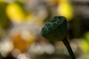 Bestandsnaam=lotusbloem_frederik_meijer_gardens_grand_rapids_DSC06585_R.jpg
Bestandsgrootte=489KiB
Afmetingen = 1200x800
Datum toegevoegd = sep 29, 2025 lotusbloem_frederik_meijer_gardens_grand_rapids_DSC06585_R.jpg