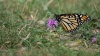 Bestandsnaam=monarch_vlinder_DSC06265_R.jpg
Bestandsgrootte=745KiB
Afmetingen = 1250x703
Datum toegevoegd = sep 29, 2025 monarch_vlinder_DSC06265_R.jpg
