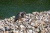 Bestandsnaam=reiger_DSC06516_R.jpg
Bestandsgrootte=976KiB
Afmetingen = 1200x799
Datum toegevoegd = sep 29, 2025 reiger_DSC06516_R.jpg