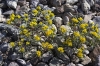 1001_desertflowers__RDB0009.jpg