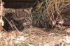 Bestandsnaam=1200_kitten_Addink_Eesergroen_230.jpg
Bestandsgrootte=702KiB
Afmetingen = 1200x800
Datum toegevoegd = jun 30, 2021 1200_kitten_Addink_Eesergroen_230.jpg